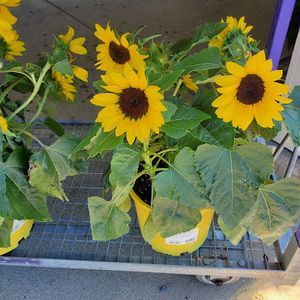 Meet your Posher, Deborah